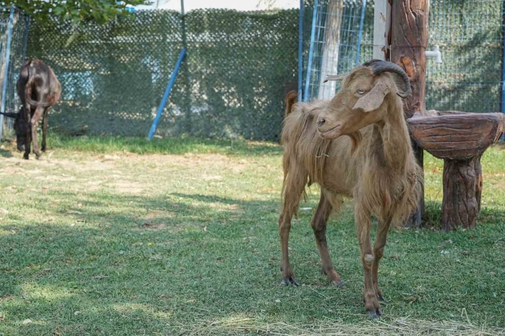 İzmir’deki Yangından Kurtarılan Hayvanlar Bursa’da Tedavi Ediliyor
