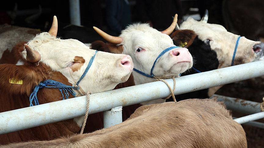Hayvancılıkta İhracat Yapan Türkiye, İthalata Bağımlı Hale Geldi